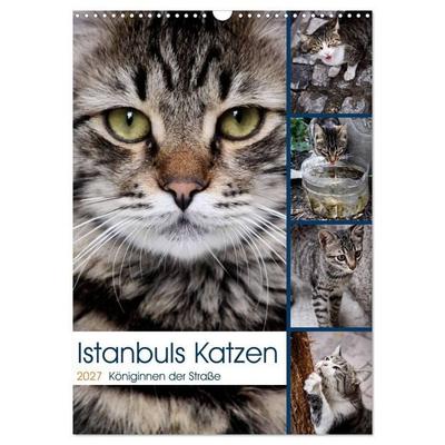 Istanbuls Katzen (Wandkalender 2027 DIN A3 hoch), CALVENDO Monatskalender