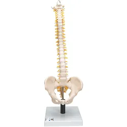 Flexibles Wirbelsäulenmodell mit weichen Bandscheiben - 3B Smart Anatomy