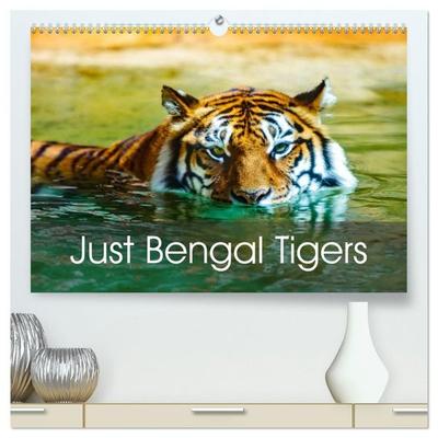 Just Bengal Tigers (High Quality Premium Wall Calendar 2027 DIN A2 landscape),CALVENDO 12 Month Wall Calendar