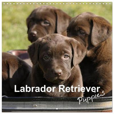Labrador Retriever Puppies (Wall Calendar 2027 12 × 12 Inch) CALVENDO 12 Month Wall Calendar