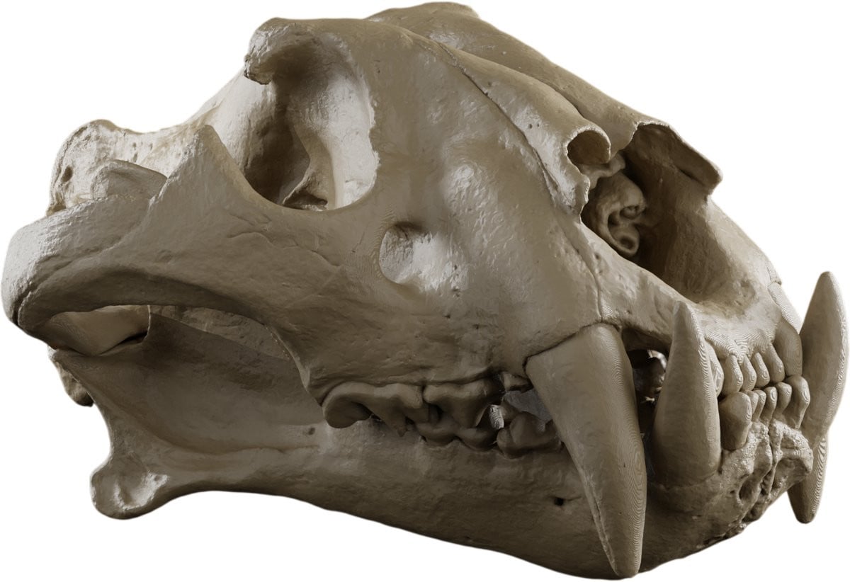 Tijger Schedel Decoratie Replica - Beige - Anatomisch Model van een Dieren Schedel
