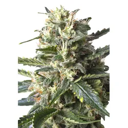 Royal Queen Seeds Lemon Shining Silver Haze 1 Samen - 1