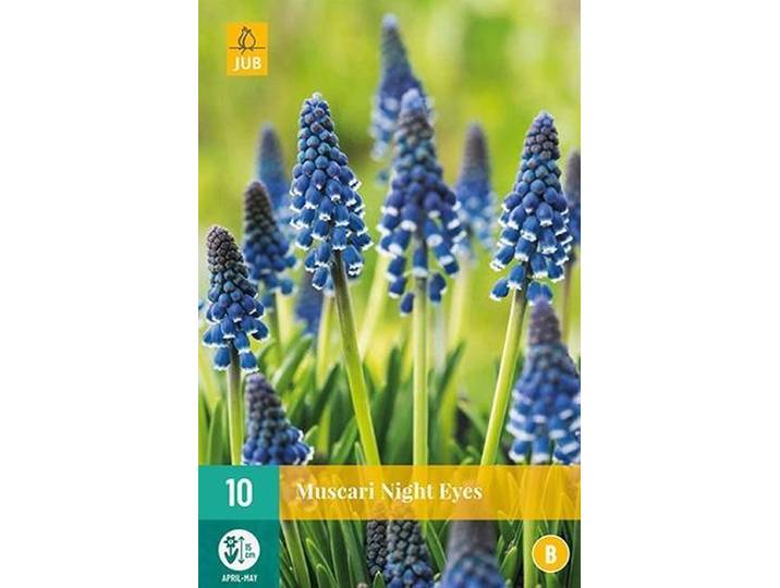 X 10 Muscari Night Eyes