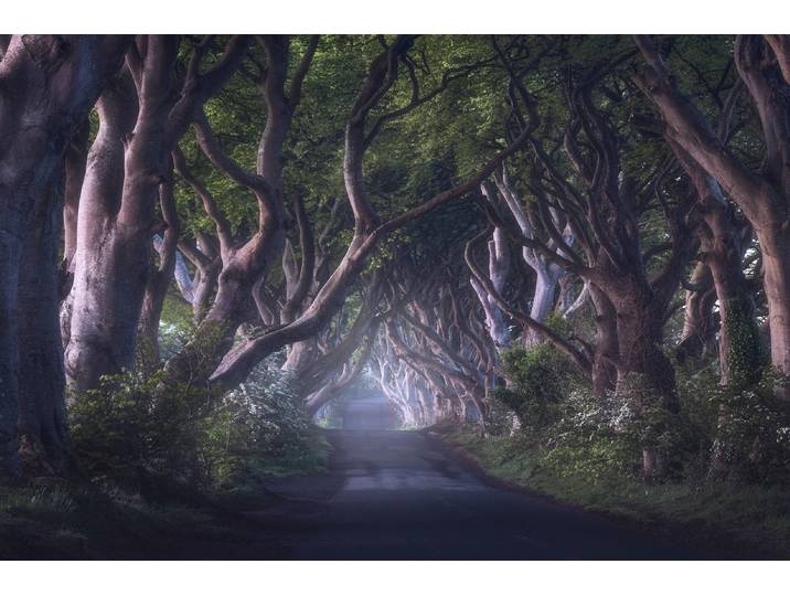 Fototapete PAPERMOON Photo-Art DANIEL GASTAGER, DIE DUNKLEN HEDGES , bunt, B:1,5m L:1,11m, Vlies, Tapeten, Fototapete