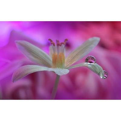 Papermoon "Zen Wassertropfen mit Blume Makro"