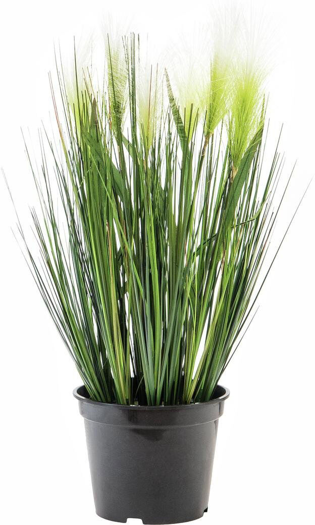 Europalms Federgras, Weiß, 60cm