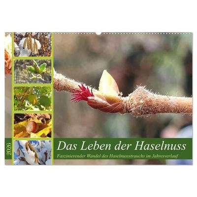 Das Leben der Haselnuss (Wandkalender 2026 DIN A2 quer), CALVENDO Monatskalender