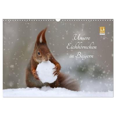 Unsere Eichhörnchen in Bayern (Wandkalender 2027 DIN A3 quer), CALVENDO Monatskalender