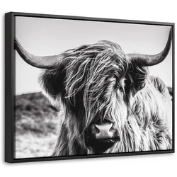 LEINWAND Bilder mit Rahmen - Kuh - Schottischer Hochländer - Schwarz - Weiß - Tier - Natur - Wildtiere - 40x30