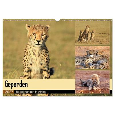Geparden - Begegnungen in Afrika (Wandkalender 2027 DIN A3 quer), CALVENDO Monatskalender