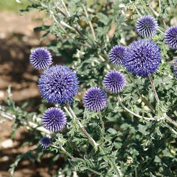 6 x Ronde distel Echinops ritro in pot van 9x9 cm van Arborix
