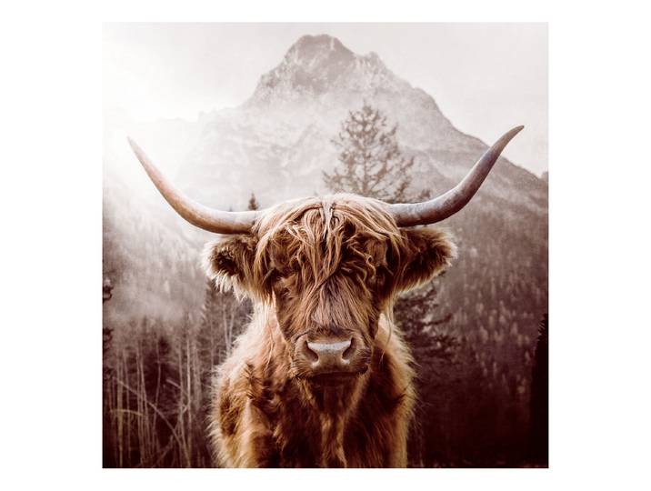Glasbild Scottish Highland Cattle Floatglas Braun/Grau 80 x 80cm
