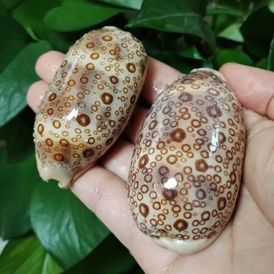 Uplift Picks Natural Cowrie Shell Decor Set Aquarium And Beach Style Home Decoration map Cowrie