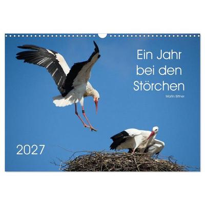 Ein Jahr bei den Störchen (Wandkalender 2027 DIN A3 quer), CALVENDO Monatskalender