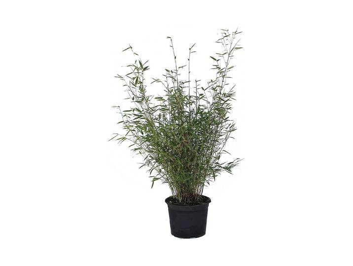 Schirmbambus Fargesia Rufa ' 40-60cm inklusive Topf'