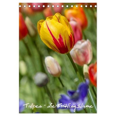 Tulpen - die Frühlingsblume (Tischkalender 2027 DIN A5 hoch), CALVENDO Monatskalender