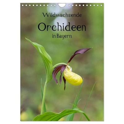 Wildwachsende Orchideen in Bayern (Wandkalender 2027 DIN A4 hoch), CALVENDO Monatskalender