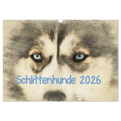 Schlittenhunde 2026 (Wandkalender 2026 DIN A3 quer), CALVENDO Monatskalender