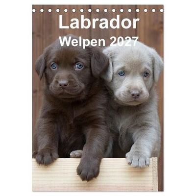 Labrador Welpen (Tischkalender 2027 DIN A5 hoch), CALVENDO Monatskalender