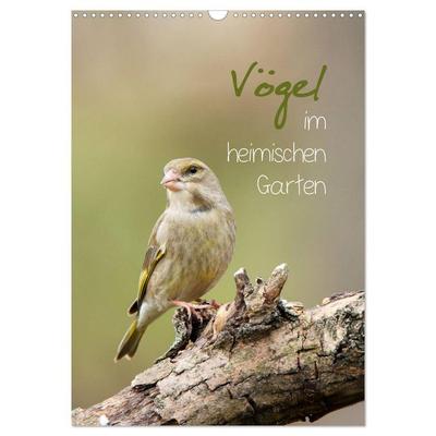 Vögel im heimischen Garten (Wandkalender 2026 DIN A3 hoch), CALVENDO Monatskalender