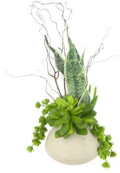 Creative Labs Sansevieria and Succulents Arranged in Fiberstone Vase