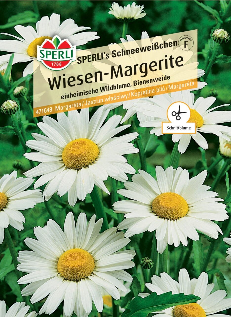 Sperli Blumensamen Wiesen-Margerite Schneeweißchen für ca. 200 Pflanzen