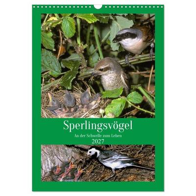 Sperlingsvögel an der Schwelle zum Leben (Wandkalender 2027 DIN A3 hoch), CALVENDO Monatskalender