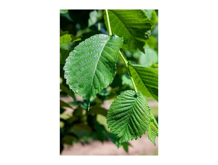 Maulbeerbaum Rossa ' (Morus alba 'Rossa '), Topfgrösse Ø20cm'