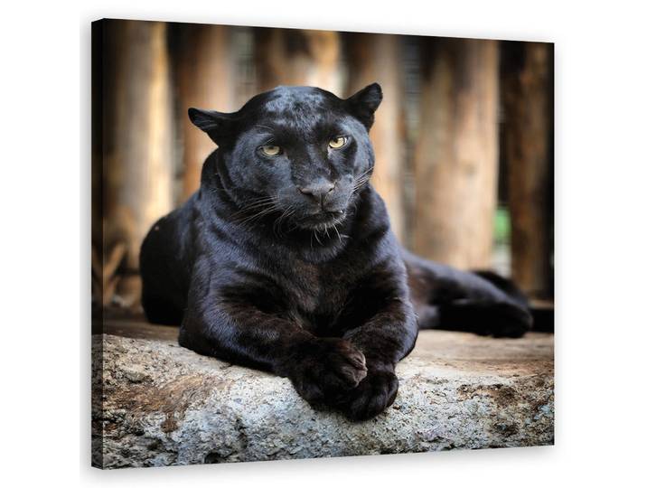 Feeby Wandbild schwarzer panther, Schwarz, Tiere, Rechteckig, 50x50 cm, Bilder & Rahmen, Bilder, Leinwandbilder