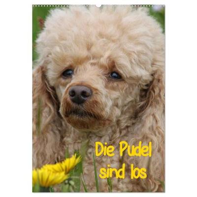 Die Pudel sind los (Wandkalender 2027 DIN A2 hoch), CALVENDO Monatskalender