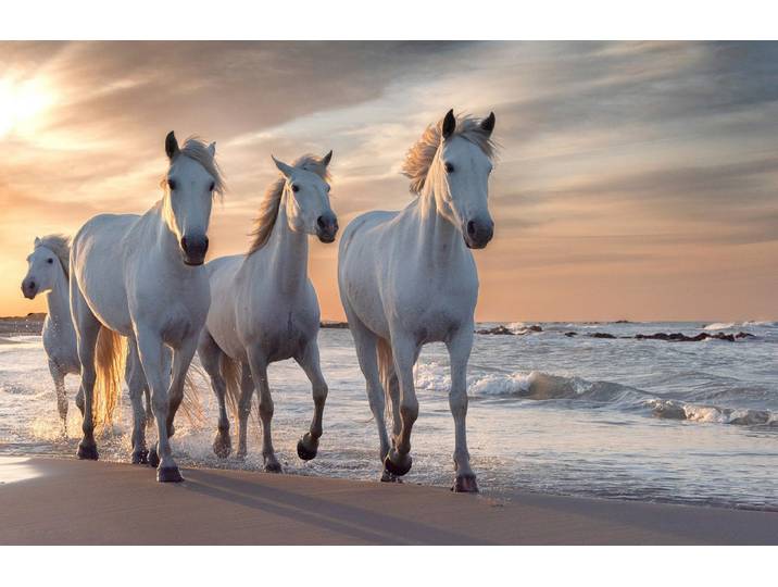 Fototapete PAPERMOON PFERDE-CAMARGUE GALLOP STRAND MEER TIERE KÜSTE PROVENCE , bunt, B:1,5m L:1,11m, Vlies, Tapeten, Fototapete