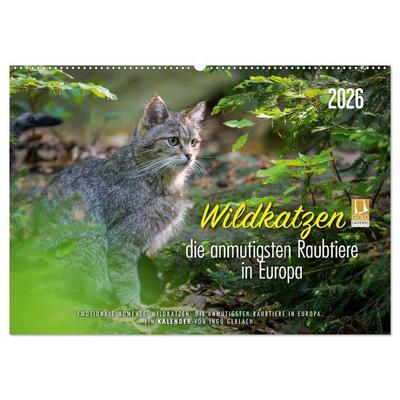 Wildkatzen - die anmutigsten Raubiere in Europa. (Wandkalender 2026 DIN A2 quer), CALVENDO Monatskalender