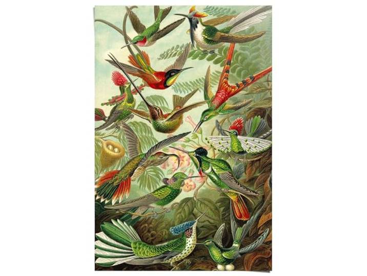 REINDERS Poster, Kolibries, Küche, Poster, Wanddeko, Room Decor, Bilderdruckpapier, Grün, 91,5 x 61