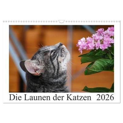 Die Launen der Katzen 2026 (Wandkalender 2026 DIN A3 quer), CALVENDO Monatskalender