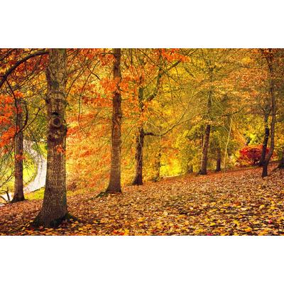 Papermoon "Herbstwald"