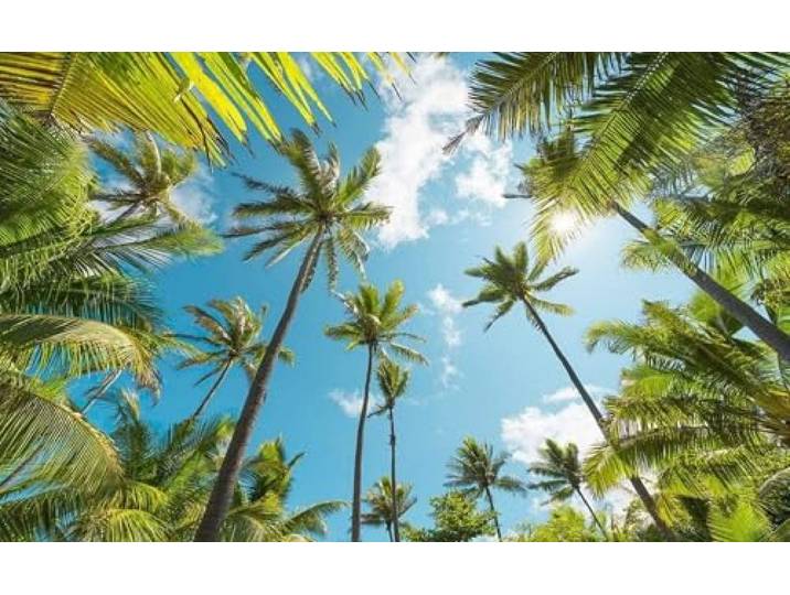 Komar Vlies Fototapete COCONUT HEAVEN Tapete, XXL, Dekoration, Natur, Landschaft, Schlafzimmer, Wohnzimmer, Büro, Flur Größe 450 x 280 cm (Breite x Höhe) SHX9-108