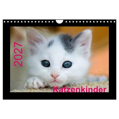 Katzenkinder (Wandkalender 2027 DIN A4 quer), CALVENDO Monatskalender