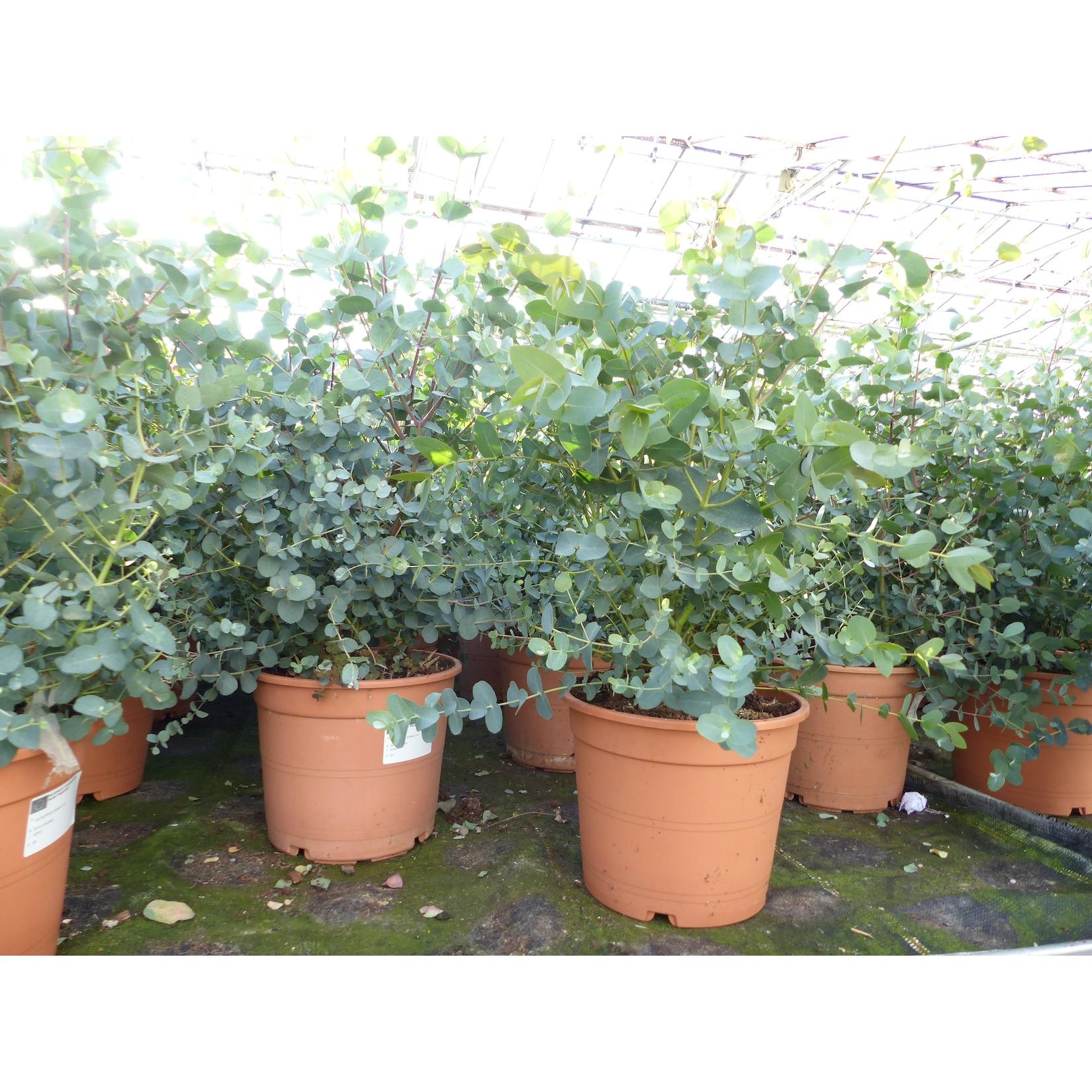 2x XXL Eucalyptus Busch Eukalyptusbaum 40 - 60 cm, Pflanze winterhart