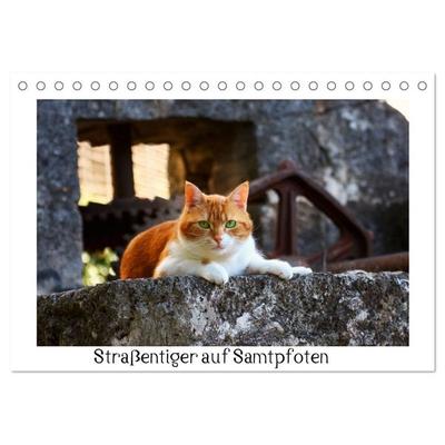 Straßentiger auf Samtpfoten (Tischkalender 2027 DIN A5 quer), CALVENDO Monatskalender