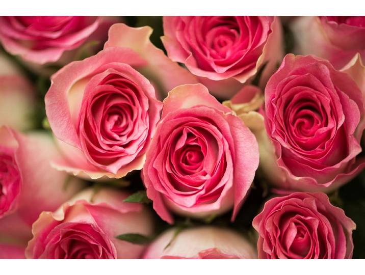 Fototapete PAPERMOON Rosen , bunt, B:3m L:2,23m, Vlies, Tapeten, Fototapete