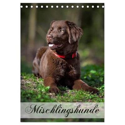 Mischlingshunde (Tischkalender 2027 DIN A5 hoch), CALVENDO Monatskalender