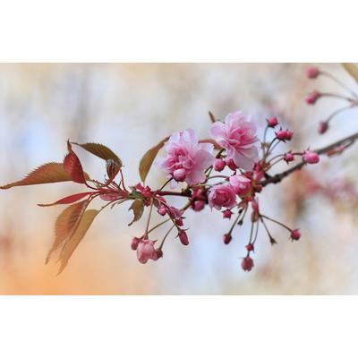 Papermoon "Zen Wassertropfen mit Blume Makro"