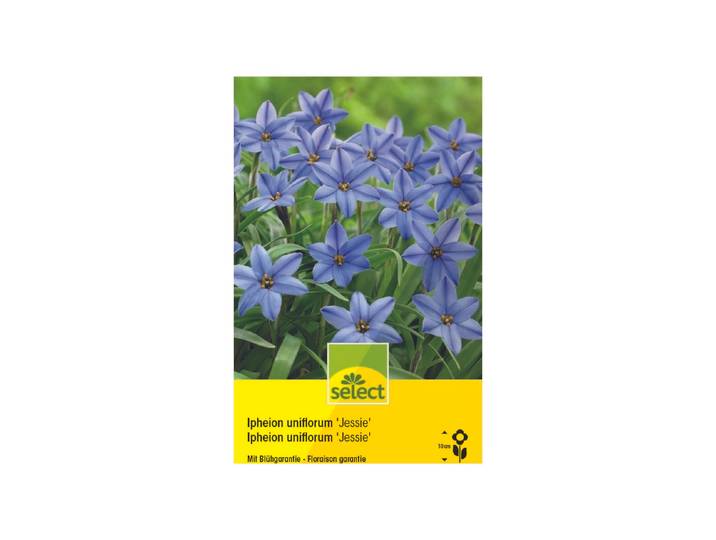 Select Blumenzwiebel Ipheon Jessy