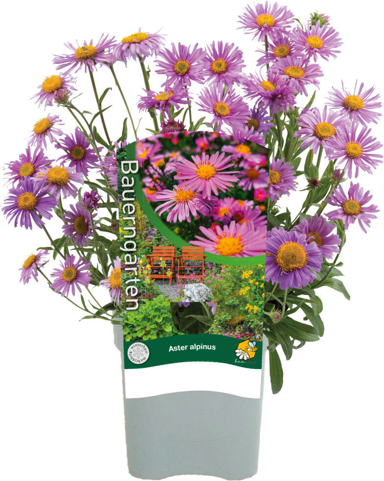 Pflanzen Stauden-Mix Bauern-Garten 15 cm Topf