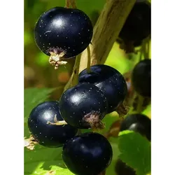 Johannisbeere-Stachelbeere – Ribes 'Josta'