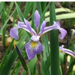 Mehrfarbige Schwertlilie – Iris versicolor 'Gerald Darby'