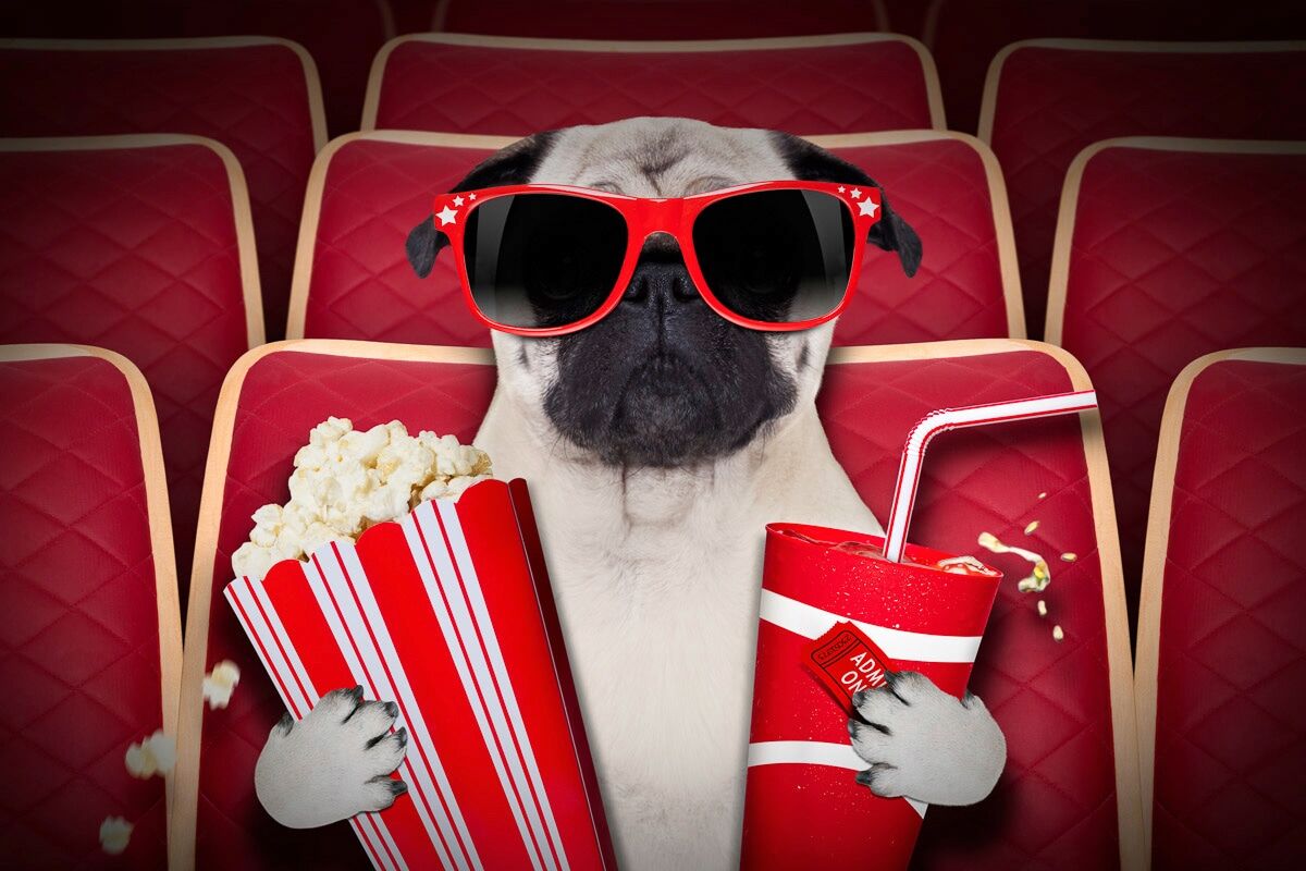 Fototapete PAPERMOON "Hund im Kino", bunt, B:4,5m L:2,8m, Vlies, Tapeten, Fototapete bunt B/L: 4,5m x 2,8m, Bahnen: 9 Stk.