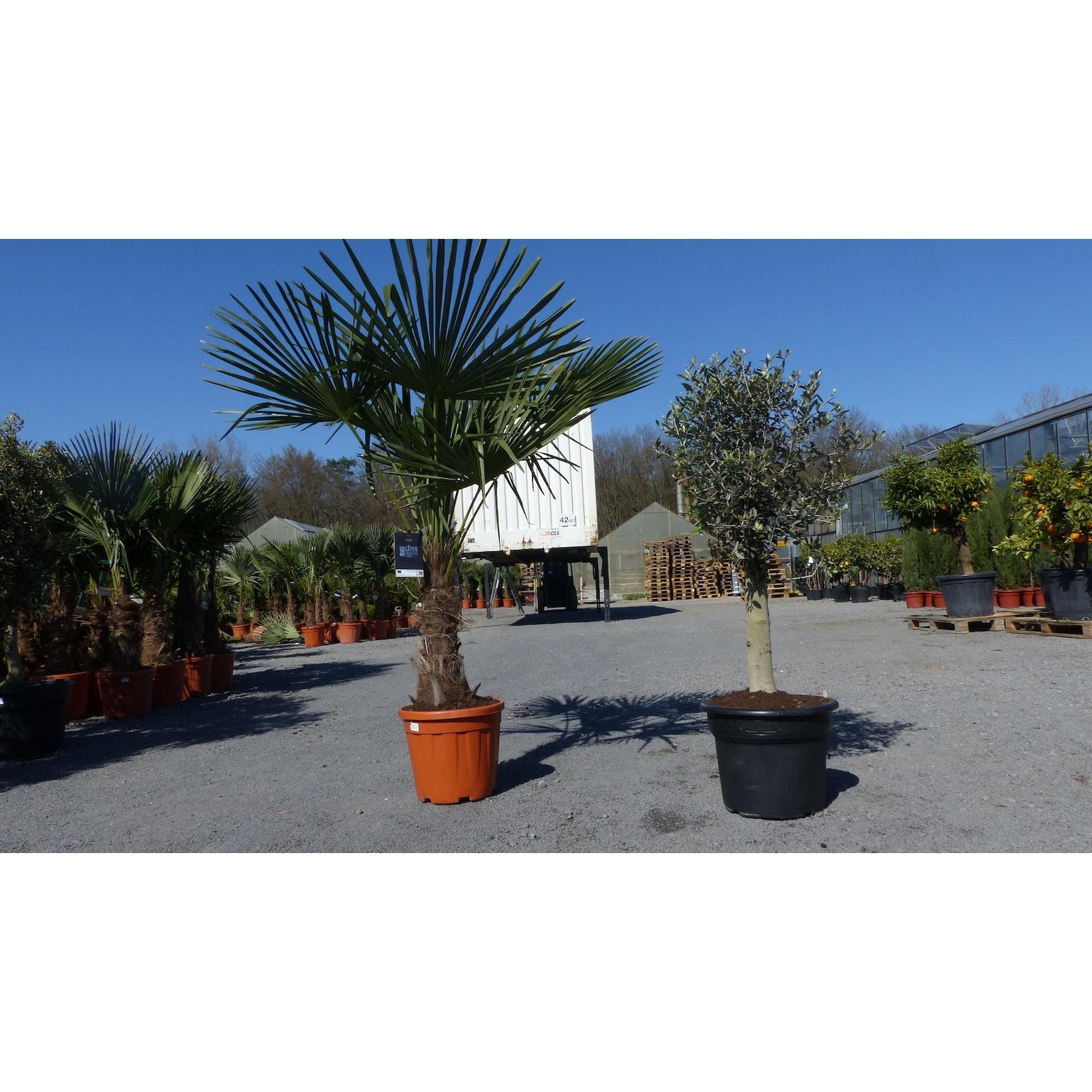 Olivenbaum + XXL Palme im Set, beste Qualität, winterhart, Trachycarpus Olive
