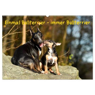 Einmal Bullterrier - immer Bullterrier (Wandkalender 2026 DIN A2 quer), CALVENDO Monatskalender