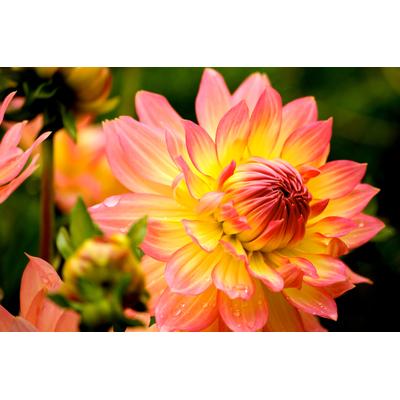 Fototapete PAPERMOON "Dahlia", bunt, B:5m L:2,8m, Vlies, Tapeten